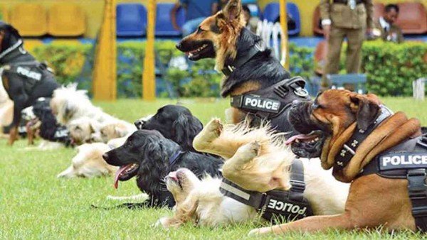 பாடசாலைக்குள் இனி  மோப்ப நாய்கள்!