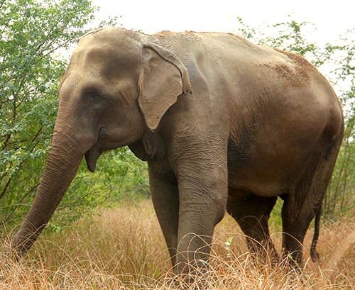 காட்டு யானை தாக்கி  ஹங்கேரி நாட்டை சேர்ந்த சுற்றுலாப் பயணி ஒருவர் உயிரிழந்துள்ளார்!