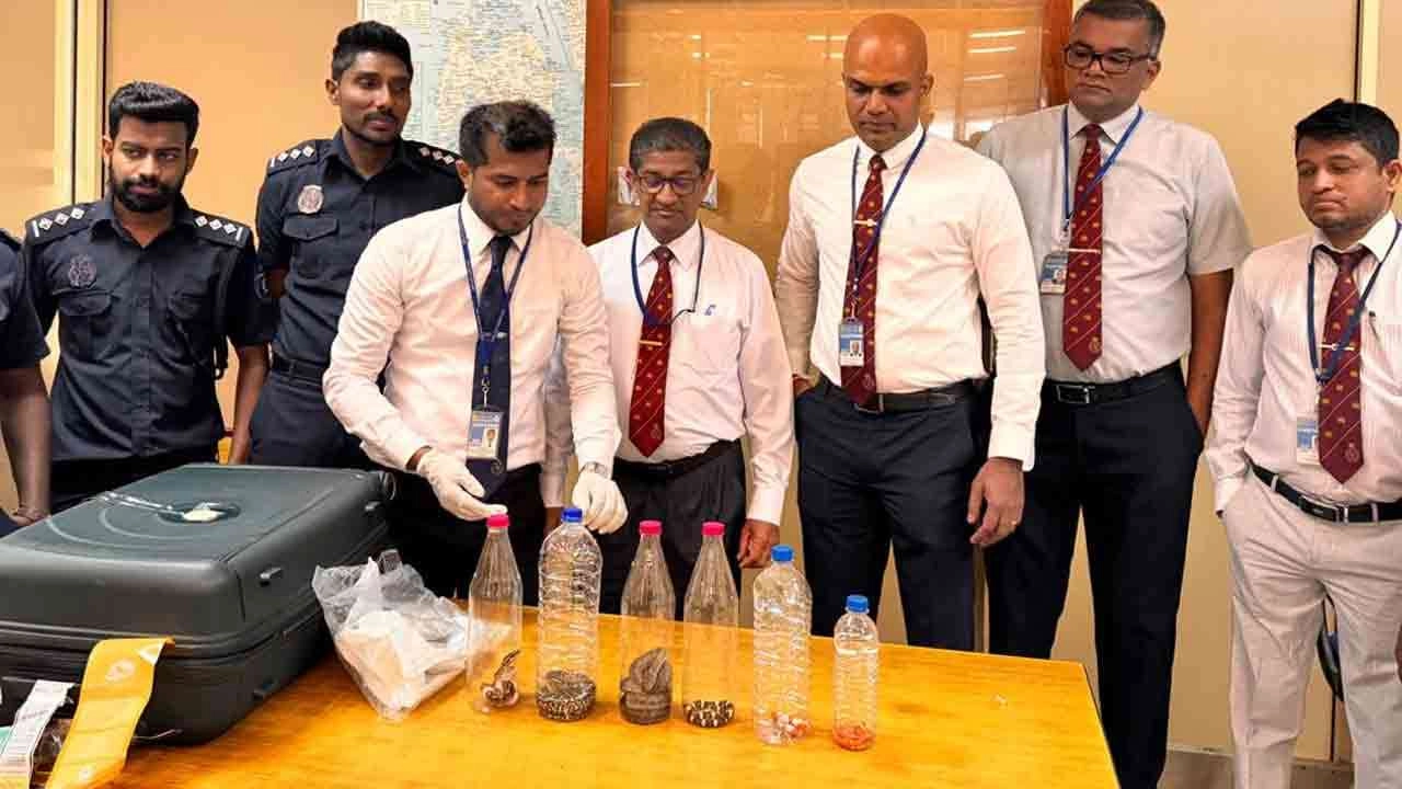 சட்டவிரோத பாம்புகளுடன் சிக்கிய பெண்!