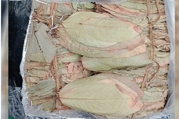 கல்பிட்டி துடாவ கடற்கரை - ​​சட்டவிரோதமாக நாட்டிற்கு கொண்டு வரப்பட்ட சுமார் தொள்ளாயிரத்து ஐம்பத்தாறு (956) கிலோகிராம் பீடி இலைகள்!