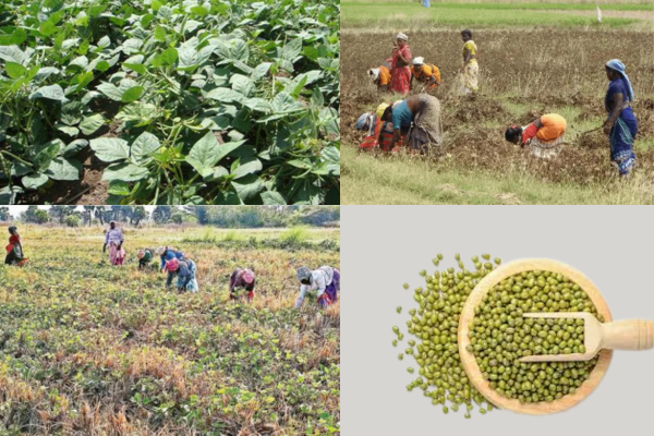 நடப்பாண்டு இடைப்போகத்தில் பயறு அறுவடைக் கொள்வனவுக்கு அமைச்சரவை ஒப்புதல்!