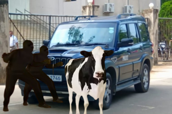 வேலணையை அச்சுறுத்திய மாட்டு திருட்டுக் கும்பல் கூண்டொடு கைது!